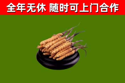 解放回收散虫草