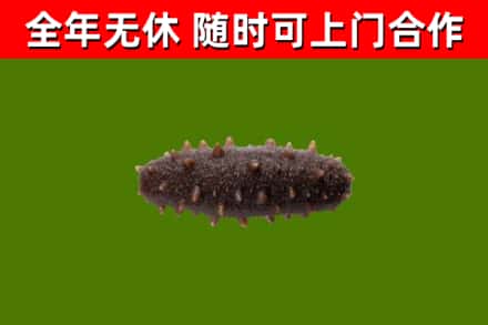 解放回收海参干
